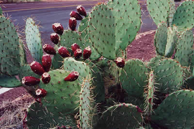 Cactus