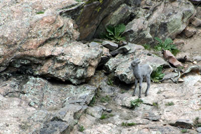 Bighorn Sheep Lamb