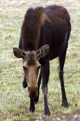 Young Moose