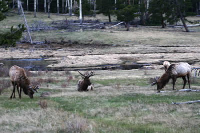 Sheep Lakes