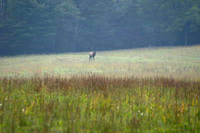 Male Elk