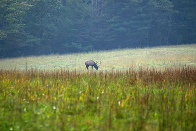 Elk Grazing