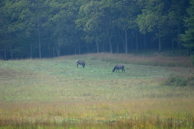 Female Elk