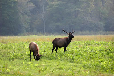 Male Elk