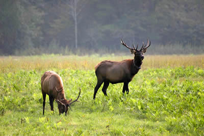 Male Elk