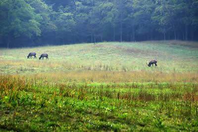 Elk Trio