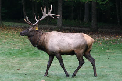 Elk