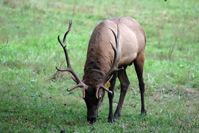 Elk