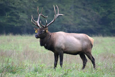 Elk