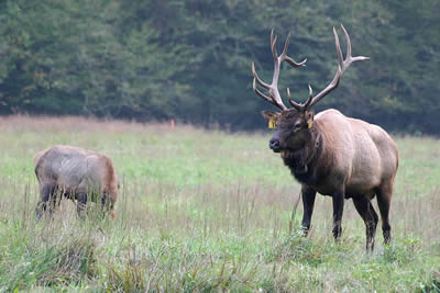 Elk