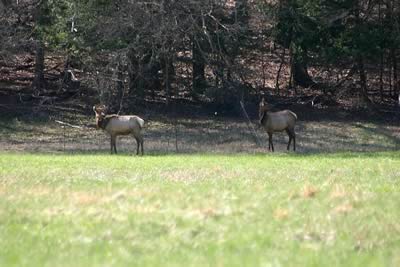 More Elk