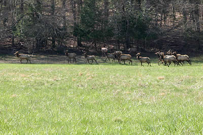 Stampeding Elk