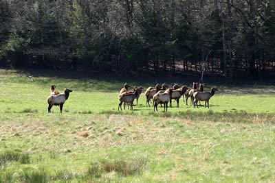 Elk in the field