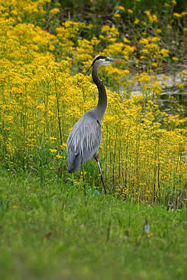 Great Blue Heron